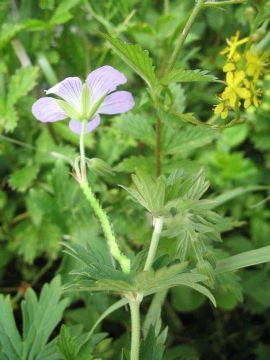 Geranium Vlassowianum Extract 